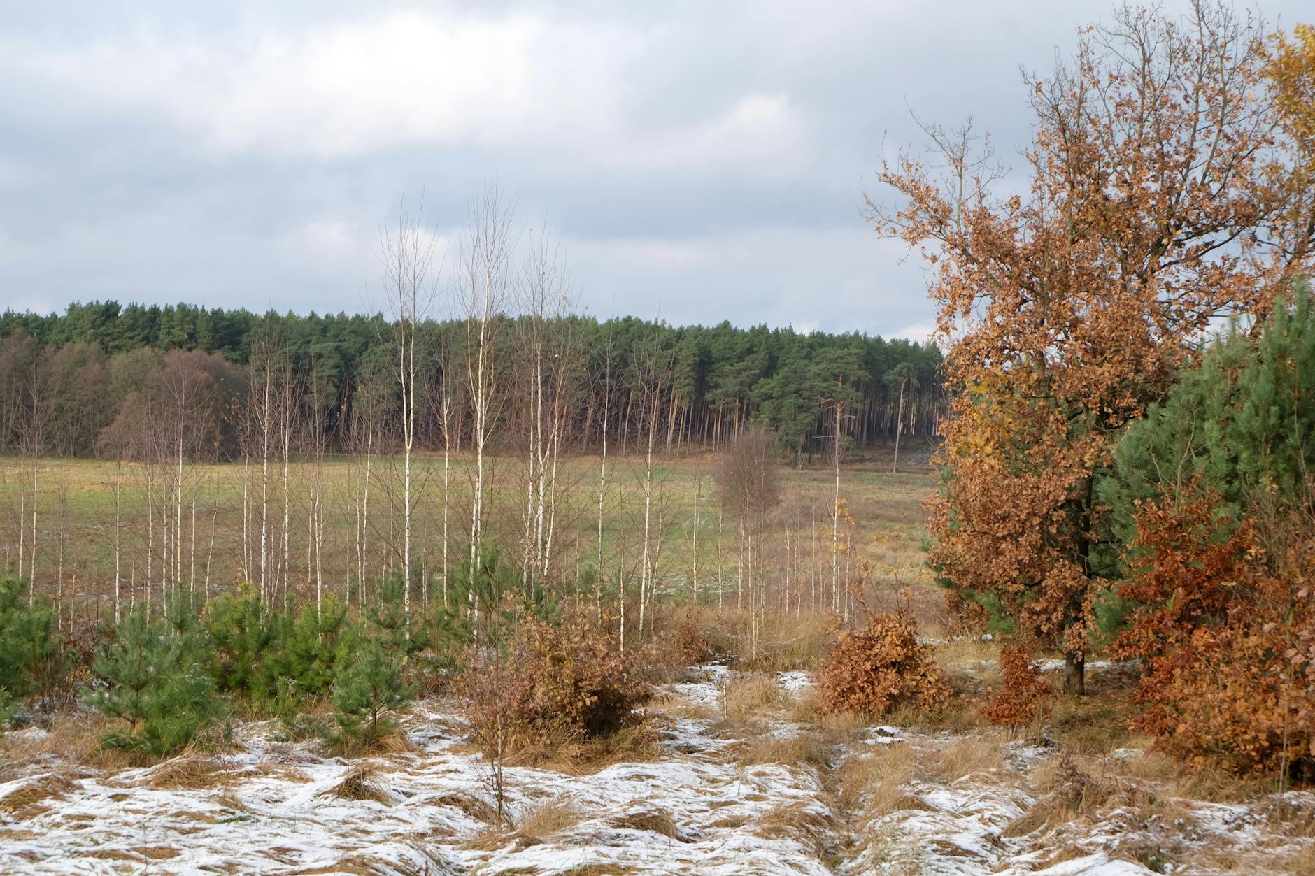 Ostatnie przymrozki w Łęknicy - czas na sadzenie roślin i kwiatów w ogrodzie.